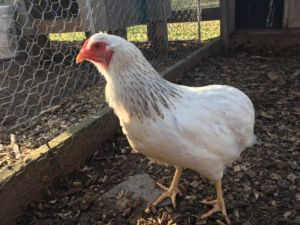 Columbian Patterned Blue Araucana
