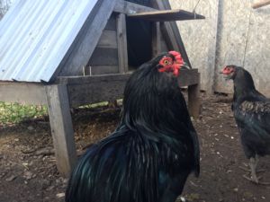 Black Araucana Black Tufted Cock and Pullet