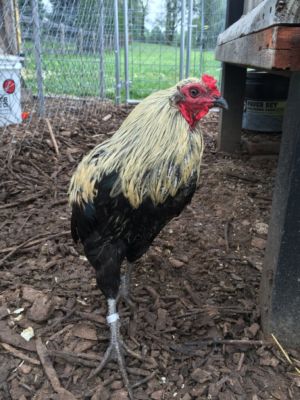 Birchen Araucana Cock