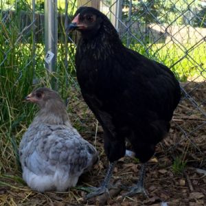 Available Stock Birchen Chicken Grow Outs