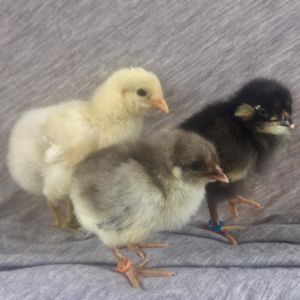 Blue Black Splash Birchen Araucana