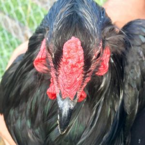 Black Araucana Pea Comb