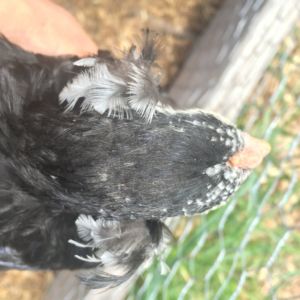 Black Araucana Top Tufts