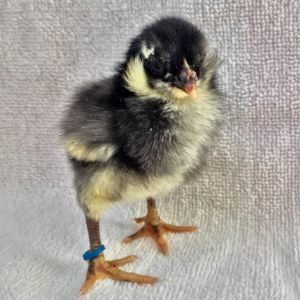 Black Araucana Chick Tufts