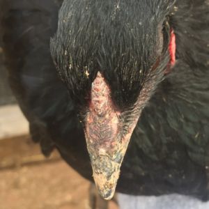 Black Hen Comb Close