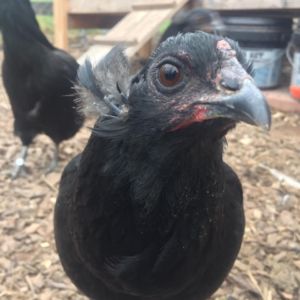 Black Araucana Single Tuft Pullet