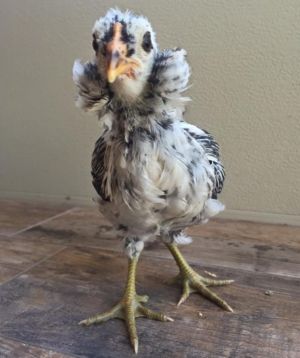 Columbian Duckwing Cockerel Monster Tufts