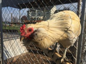 Columbian Duckwing Cockerel Tufts