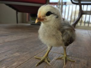 Duckwing Araucana Chick