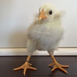 Huge Tuft Splash Araucana