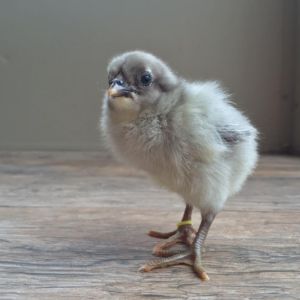 Lemon Blue Araucana Chick