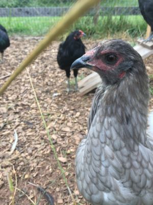 Lemon Blue Araucana Hen