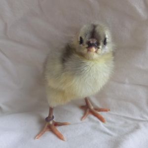 Lemon Blue Chick Tufts