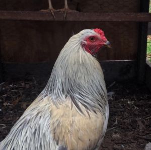 Lemon Blue Project Lemon Blue Cockerel