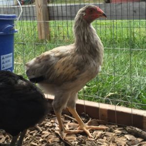 Lemon Blue Cockerel Yellow Legs