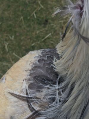 Lemon Blue Feathering Close