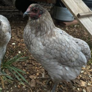 Lemon Blue Araucana Hen