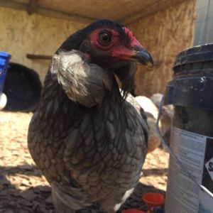 Lemon Blue Araucana Pullet