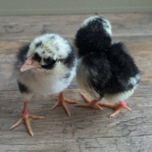 Mottled Araucana Chicks