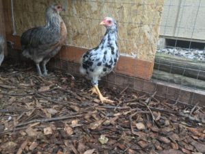 Mottled Araucana Cockerel