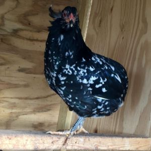 Mottled Araucana Pullet