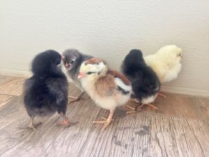 All Other Araucana Other Variety Araucana Chicks