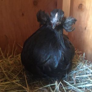 Small Black Araucana Pullet