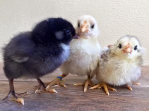 Various Araucana Chicks