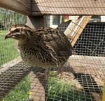 Jumbo Brown Coturnix Quail Female