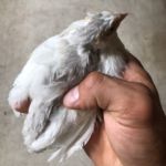 Celadon Coturnix Quail Male