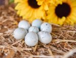 celadon coturnix quail eggs